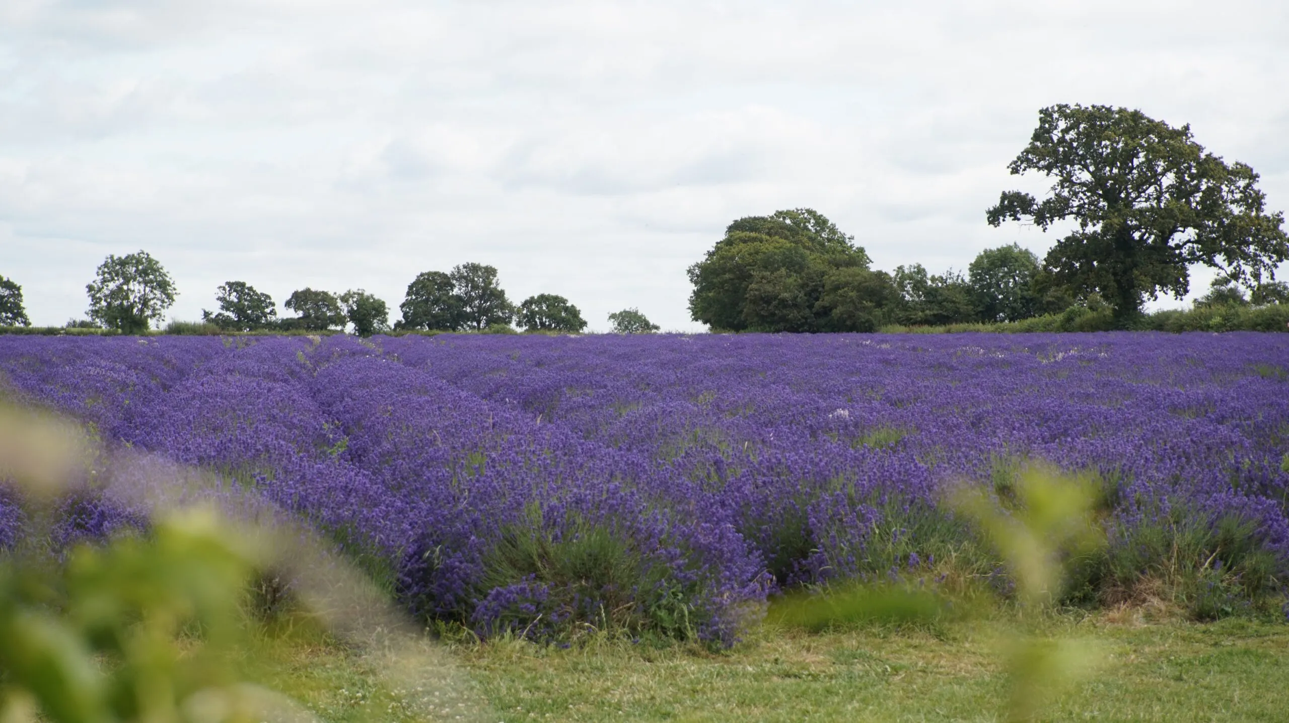 Olejek eteryczny lawendowy – jak go stosować i dlaczego czasami pachnie inaczej?