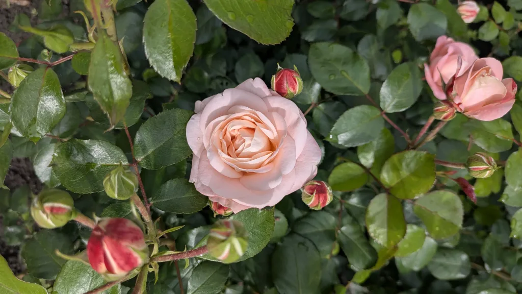 róża - surowiec na hydrolaty