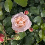 róża - surowiec na hydrolaty